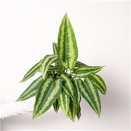 Schismatoglottis wallichii