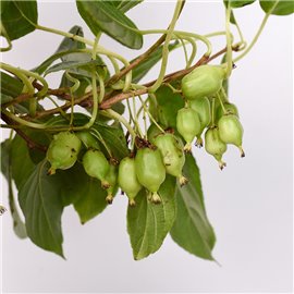 Aktinidia | Mini kiwi
