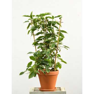 Aktinidia | Mini kiwi