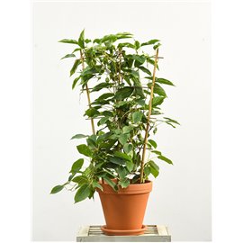 Aktinidia | Mini kiwi