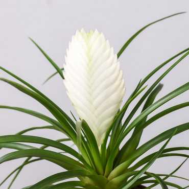 Tillandsia cyanea 'Biancini'