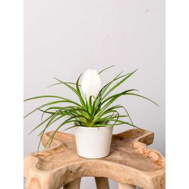 Tillandsia cyanea 'Biancini'