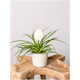 Tillandsia cyanea 'Biancini'
