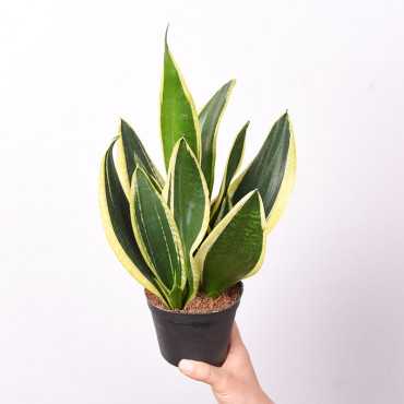 Sansewieria 'Black Superba'