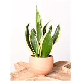 Sansewieria 'Black Superba'