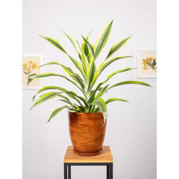 Dracena 'Lemon Lime'