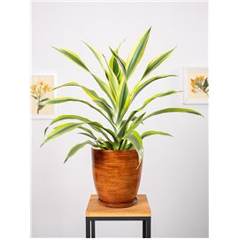 Dracena 'Lemon Lime'