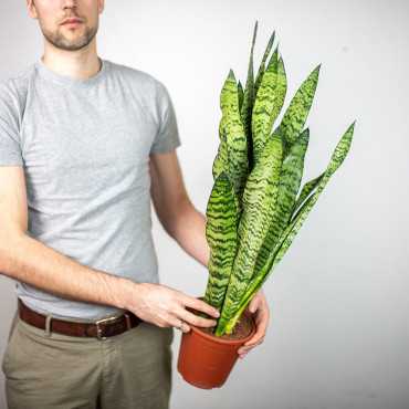 Sansewieria zeylanica Sansewieria zeylanica