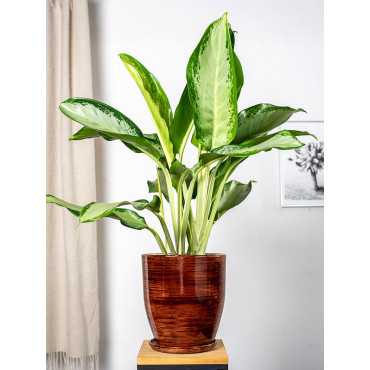 Sansewieria zeylanica