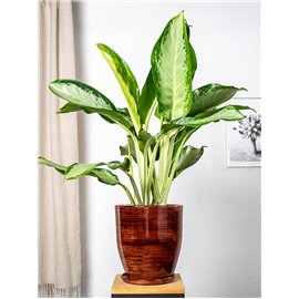 Sansewieria zeylanica