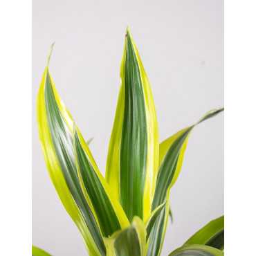 Dracena 'Lemon Lime'