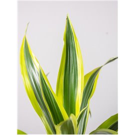 Dracena 'Lemon Lime'