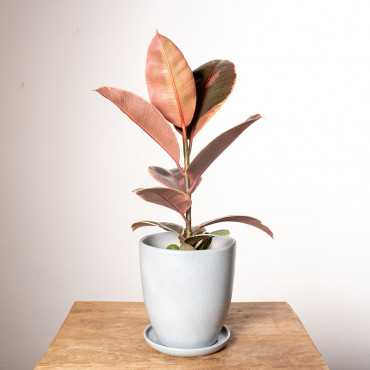 Dracena 'Lemon Lime'