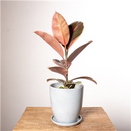 Dracena 'Lemon Lime'