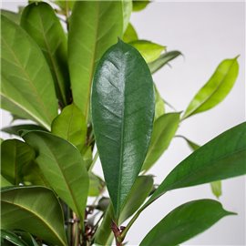 Fikus cyathistipula | Duży