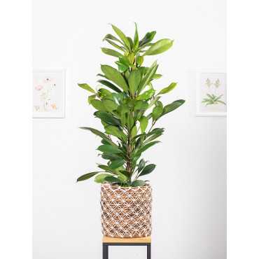 Fikus cyathistipula | Duży