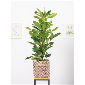 Fikus cyathistipula | Duży