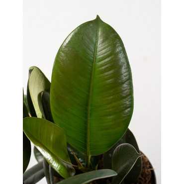 Fikus 'Robusta'