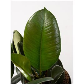 Fikus 'Robusta'