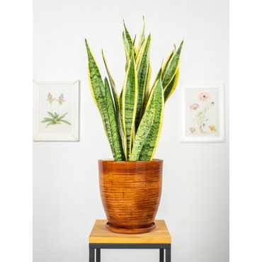 Sansewieria 'Laurentii'