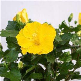 Hibiskus