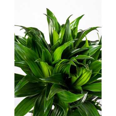 Dracena 'Compacta' Dracena 'Compacta'