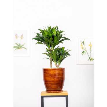 Dracena 'Compacta' Dracena 'Compacta'