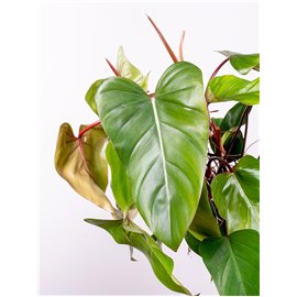 Filodendron 'Red Emerald'