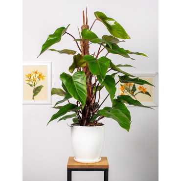 Filodendron 'Red Emerald'