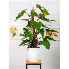 Filodendron 'Red Emerald'