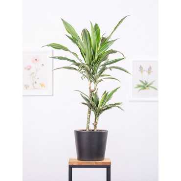 Dracena 'Warneckii'