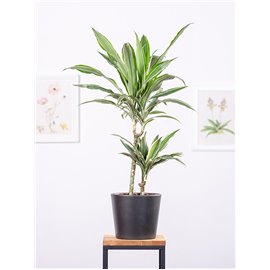 Dracena 'Warneckii'