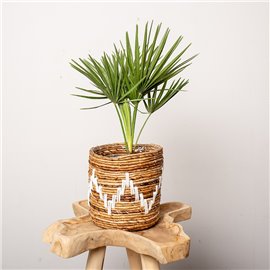 Chamaerops humilis | Duży