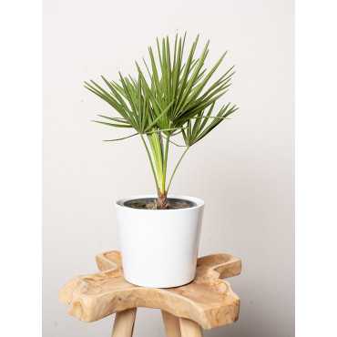 Chamaerops humilis | Duży