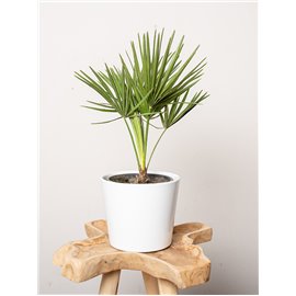 Chamaerops humilis | Duży