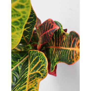 Kroton 'Excellent' | Mały