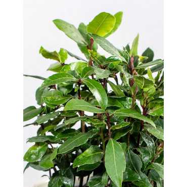 Wawrzyn szlachetny | Duży