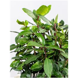 Wawrzyn szlachetny | Duży