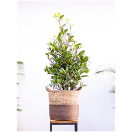 Wawrzyn szlachetny | Duży