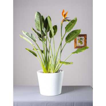 Strelicja królewska | Duża