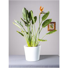 Strelicja królewska | Duża