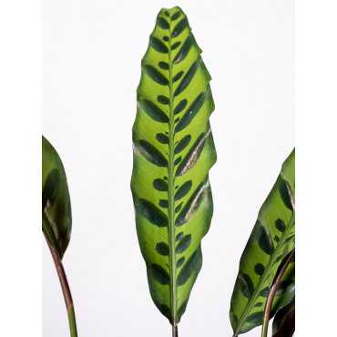 Kalatea lancetolistna