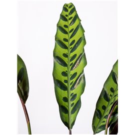 Kalatea lancetolistna