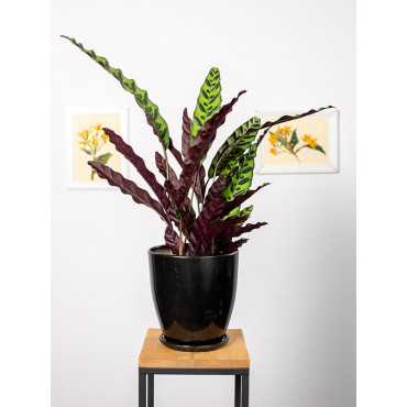 Kalatea lancetolistna