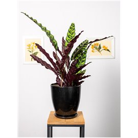 Kalatea lancetolistna