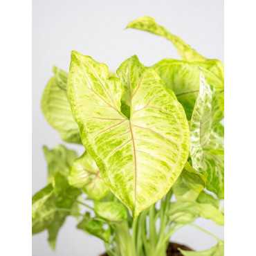 Syngonium 'Golden Allusion'