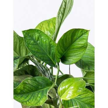 Epipremnum 'Marble Planet' (Monstera Peru)