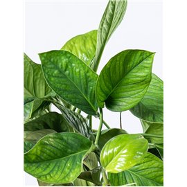 Epipremnum 'Marble Planet' (Monstera Peru)