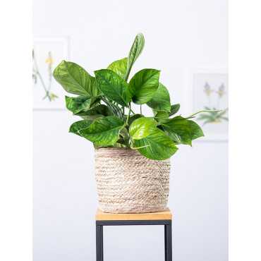 Epipremnum 'Marble Planet' (Monstera Peru)