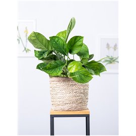 Epipremnum 'Marble Planet' (Monstera Peru)